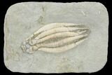 Crinoid (Scytalocrinus) Fossil - Crawfordsville, Indiana #122956-1